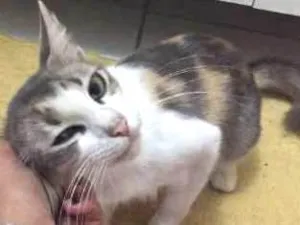 Gato raça misturada idade 1 ano nome Melhor Escolha