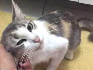 Gato ra a misturada idade 1 ano nome Melhor Escolha