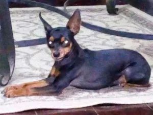 Cachorro raça PINCHER idade 6 ou mais anos nome LILI