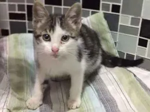 Gato raça rajada idade Abaixo de 2 meses nome Minnie