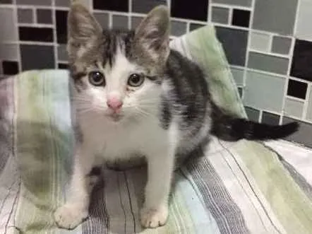 Gato ra a rajada idade Abaixo de 2 meses nome Minnie