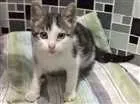 Gato raça rajada idade Abaixo de 2 meses nome Minnie