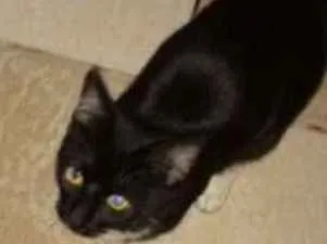 Gato ra a  idade 7 a 11 meses nome Banguela