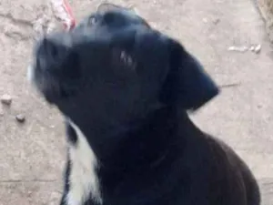 Cachorro raça Labrador idade 1 ano nome Meg