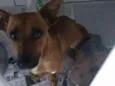 Cachorro raça Dachshund idade  nome Sem nome 