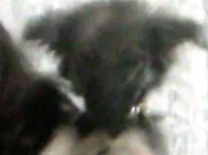 Cachorro raça indefinida idade 2 a 6 meses nome lili