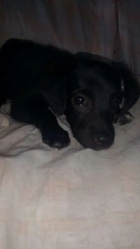Cachorro ra a Vira Lata idade 2 a 6 meses nome Docinho