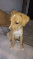 Tequinha