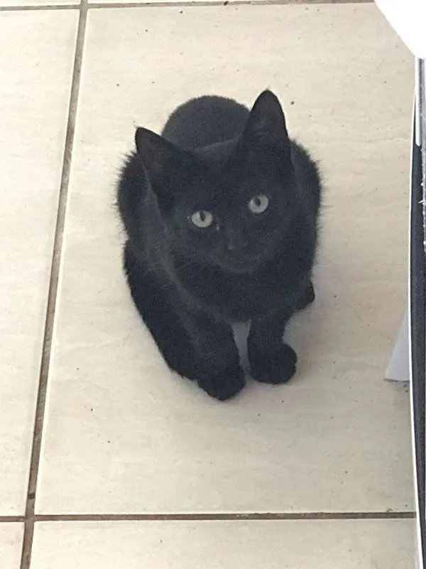 Gato ra a  idade 2 a 6 meses nome Tchibs
