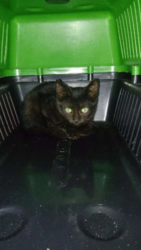 Gato ra a  idade 2 a 6 meses nome Tchibs