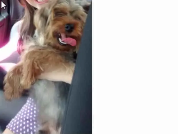 Cachorro ra a Yorkshire idade 4 anos nome davi