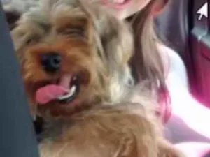 Cachorro raça Yorkshire idade 4 anos nome davi