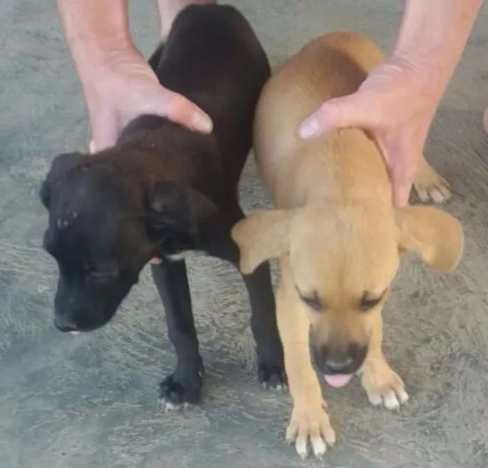 Cachorro ra a Sem raça idade 2 a 6 meses nome Não nomeado 