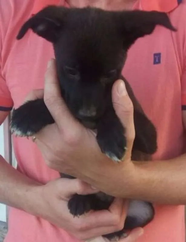 Cachorro ra a Sem raça idade 2 a 6 meses nome Não nomeado 
