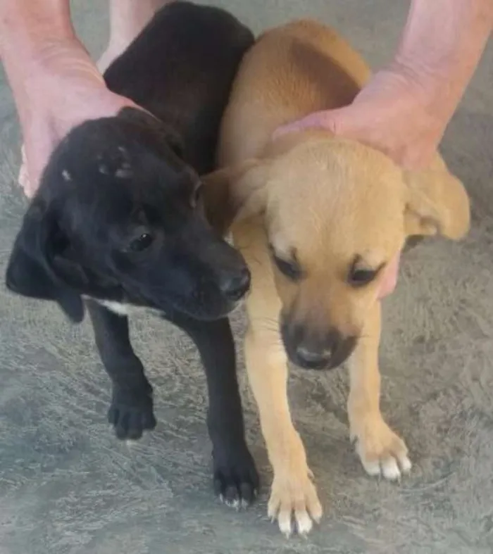 Cachorro ra a Sem raça idade 2 a 6 meses nome Não nomeado 