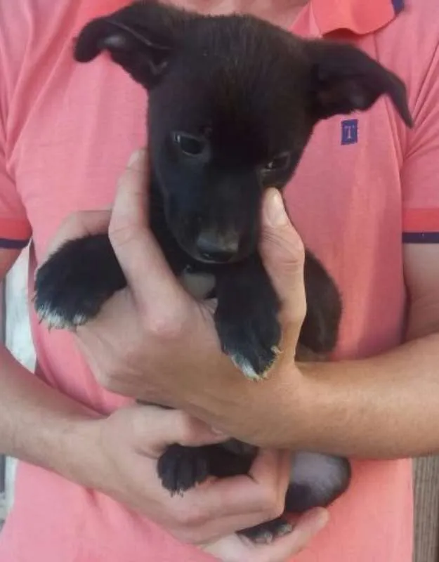 Cachorro ra a Sem raça idade 2 a 6 meses nome Não nomeado 