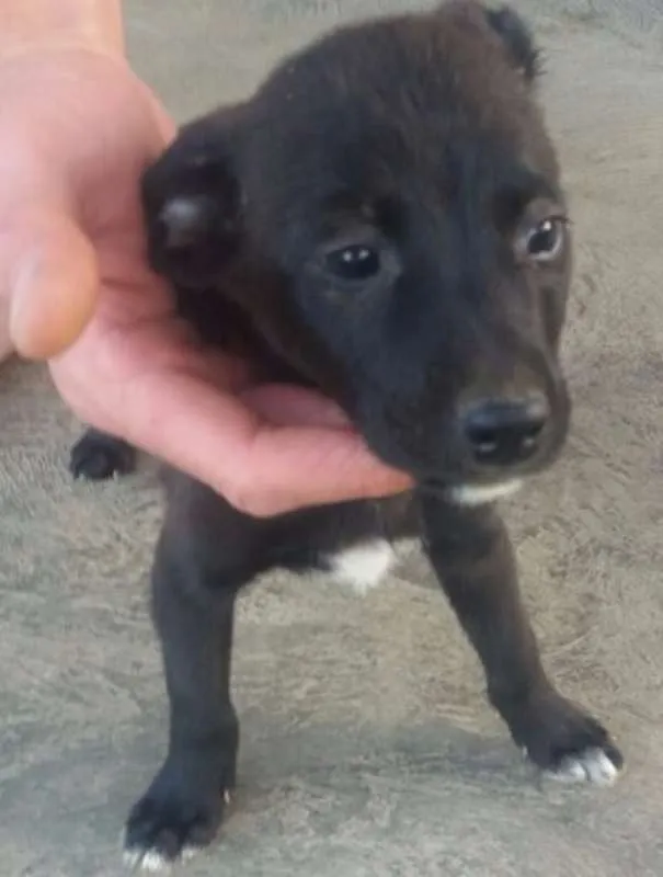 Cachorro ra a Sem raça idade 2 a 6 meses nome Não nomeado 