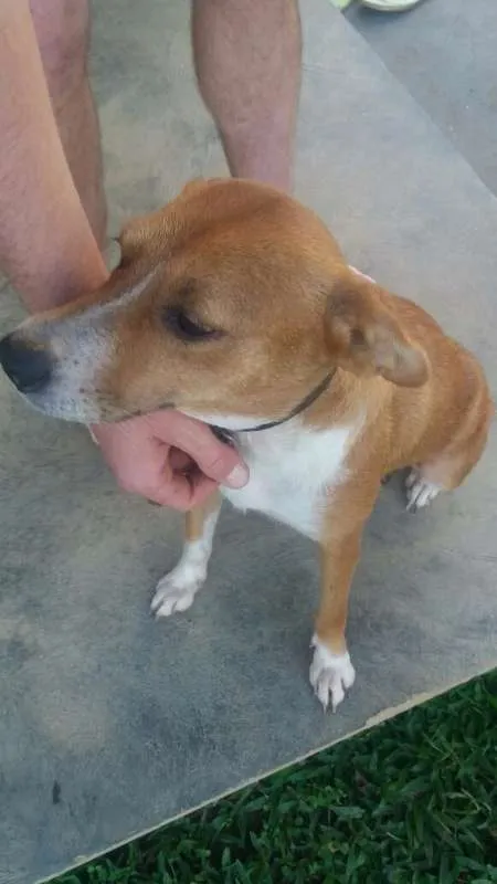 Cachorro ra a Sem raça idade 2 a 6 meses nome Não nomeado 