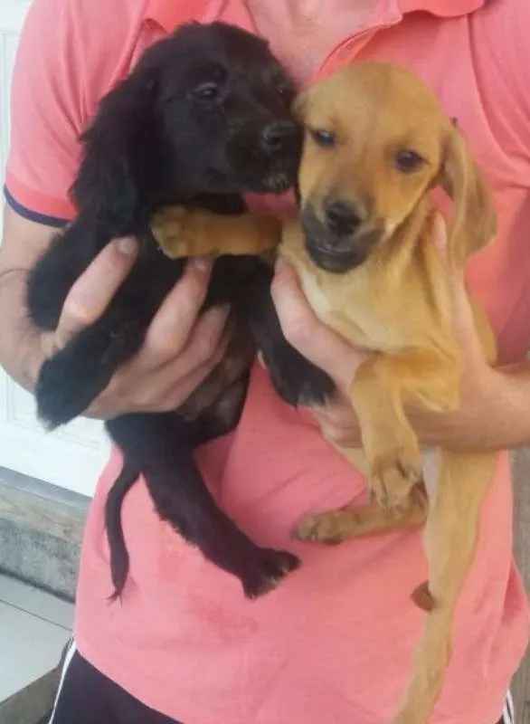 Cachorro ra a Sem raça idade 2 a 6 meses nome Não nomeado 