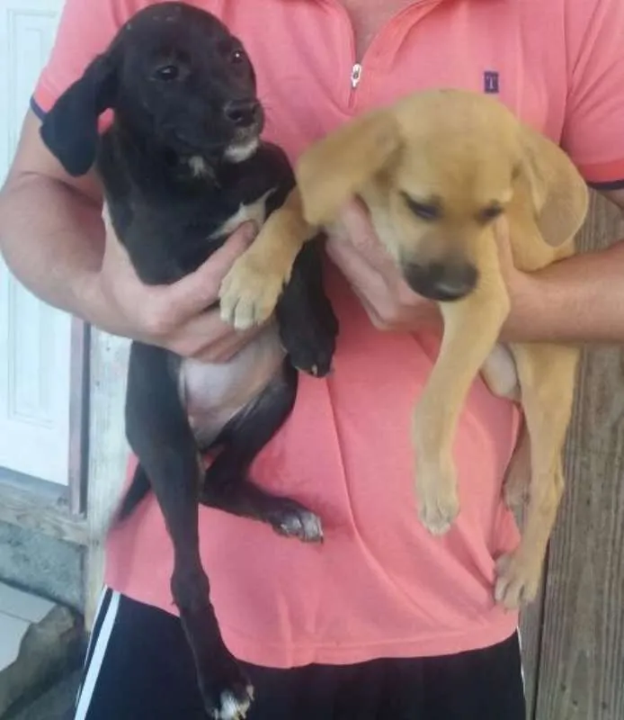 Cachorro ra a Sem raça idade 2 a 6 meses nome Não nomeado 