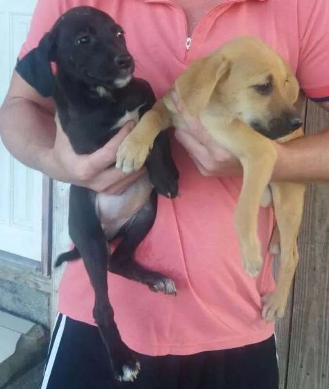 Cachorro ra a Sem raça idade 2 a 6 meses nome Não nomeado 
