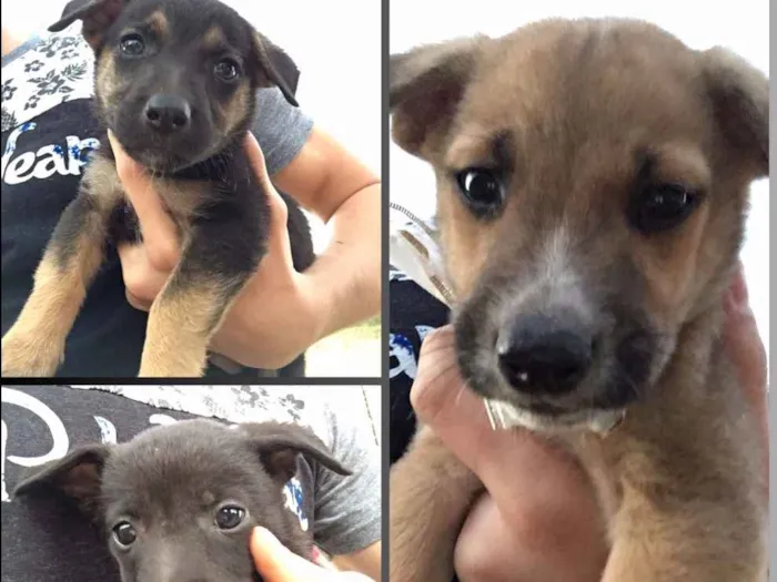 Cachorro ra a SRD idade Abaixo de 2 meses nome Filhotes sem nome 