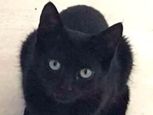 Gato raça  idade 2 a 6 meses nome Tchibs