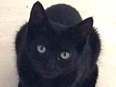 Gato ra a  idade 2 a 6 meses nome Tchibs