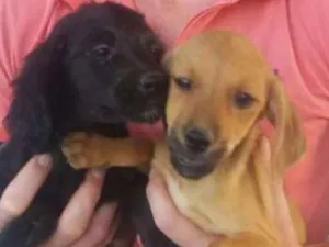 Cachorro raça Sem raça idade 2 a 6 meses nome Não nomeado 