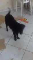 Loki