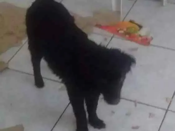 Cachorro ra a Srd idade 7 a 11 meses nome Loki