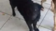 Loki