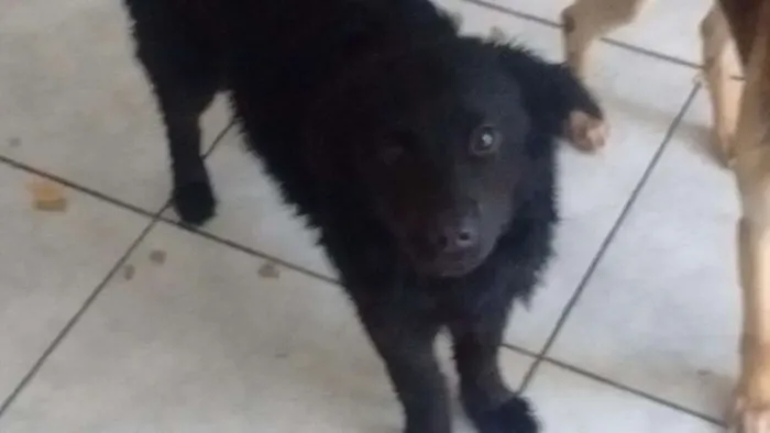 Cachorro ra a Srd idade 7 a 11 meses nome Loki