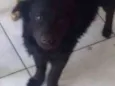 Loki