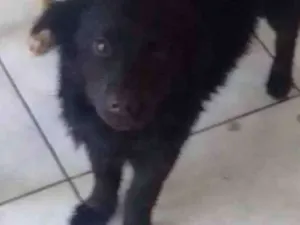 Cachorro raça Srd idade 7 a 11 meses nome Loki