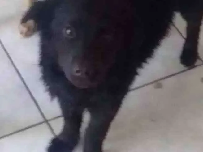 Cachorro ra a Srd idade 7 a 11 meses nome Loki
