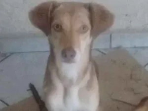 Cachorro raça SRD idade 1 ano nome Tina