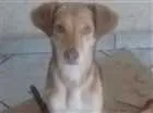 Cachorro raça SRD idade 1 ano nome Tina