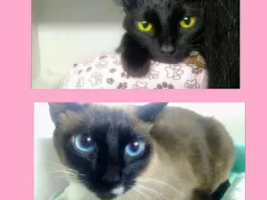 Gato raça SRD idade 7 a 11 meses nome gatinhas