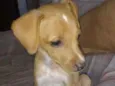 Tequinha