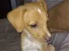 Cachorro raça Vira Lata idade 2 a 6 meses nome Tequinha