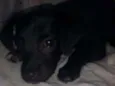 Docinho