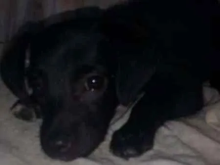 Cachorro ra a Vira Lata idade 2 a 6 meses nome Docinho