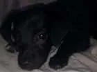 Cachorro raça Vira Lata idade 2 a 6 meses nome Docinho