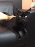 Simon
