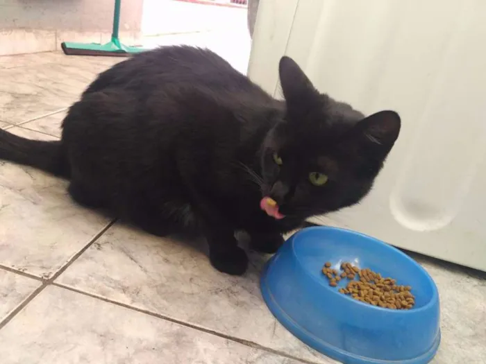 Gato ra a Vira lata idade 3 anos nome Simon