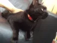 Simon