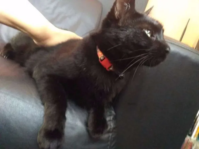 Gato ra a Vira lata idade 3 anos nome Simon