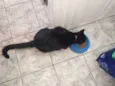 Simon