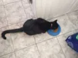 Simon